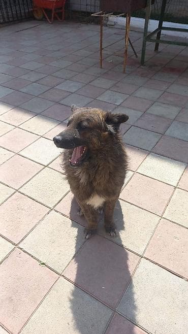 heyvan satisi: 1 il, Erkek — 2