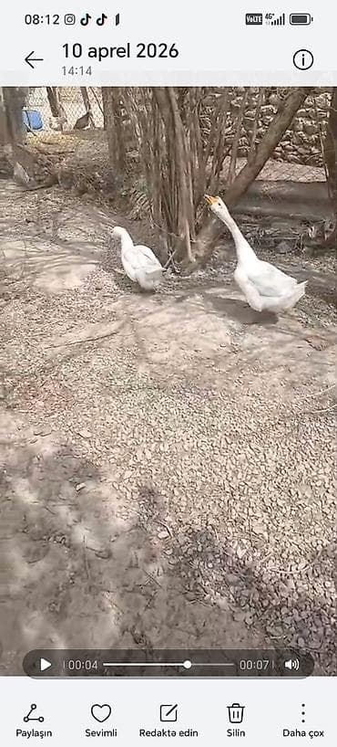 mal bazari 2020: 1erkek 1dişi qaz 1eded 30m son qiymet. 7dişi 1xoruz lal ördek. Erkek — 1