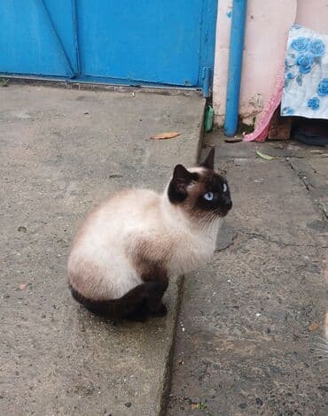 enli quyruq: Siam, Dişi — 2