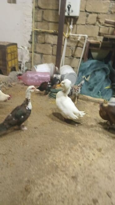 ördək qiyməti: Tek tet 20 cut 35 azn ayliqdr - Növ: Muscovy/hind ördəyi (ağ və — 2