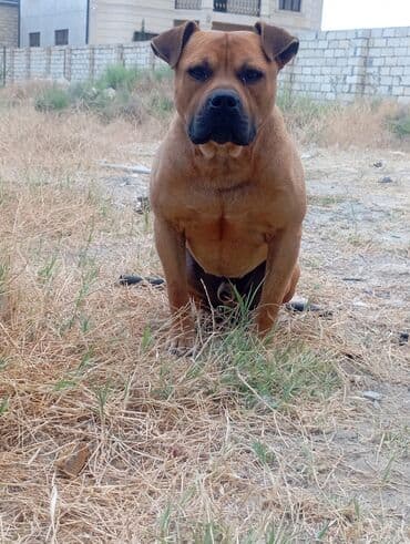 Akvariumlar: 3 il, Erkek, Peyvəndli — 2