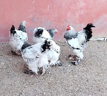 Toyuq, Brama, Damazlıq, Ödənişli çatdırılma lalafo.az -da Toyuq, Brama, Damazlıq, Ödənişli çatdırılma