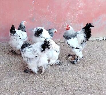 bildircin yumurta: Toyuq, Brama, Damazlıq, Ödənişli çatdırılma — 1