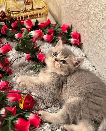 pulsuz pişik: Britan, Erkək, Dişi — 6