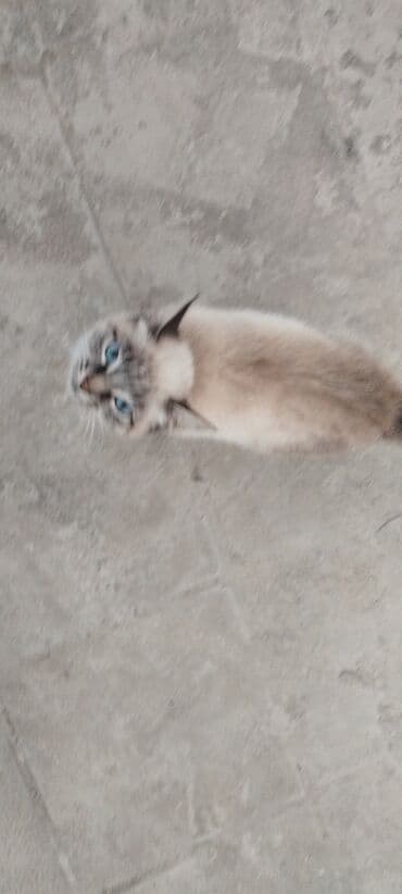 pişik sortu: Самка — 4