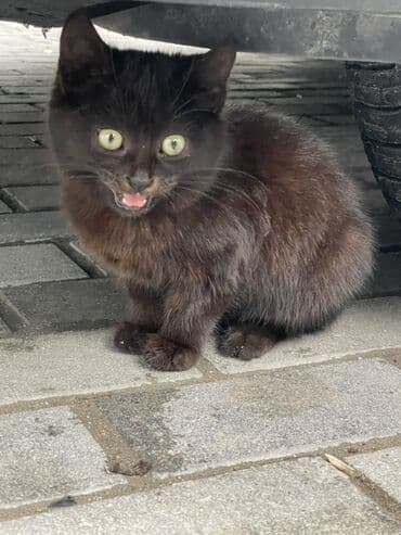 возьму котенка в добрые руки: В добрые руки — 2