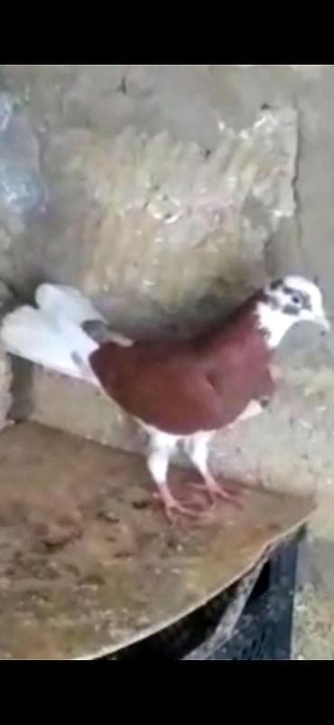 ababil quşu: Goyercin Baki cinsi Enli Quyruqlar temiz cinslerden.Cutduler hazir — 3