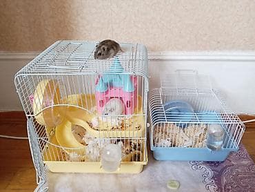 Hamster üçün iki ədəd qəfəs dəsti 1 bala bir Erkey:1dişi yemleride