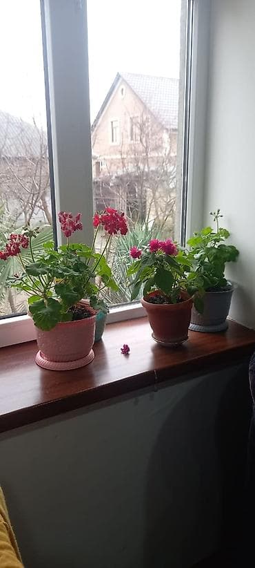 gul sekli: Otaq gülləri – saksıda dekorativ çiçəkli bitkilər Təsvir: - Pəncərə — 1