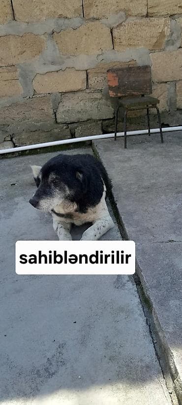 10 il, Erkek, Ünvandan götürmə