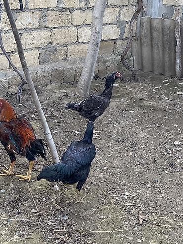 sultan toyuqlar: Toyuq, Damazlıq, Ödənişli çatdırılma — 2