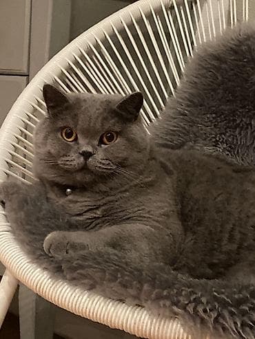 siyan pişik: Şotland — 4