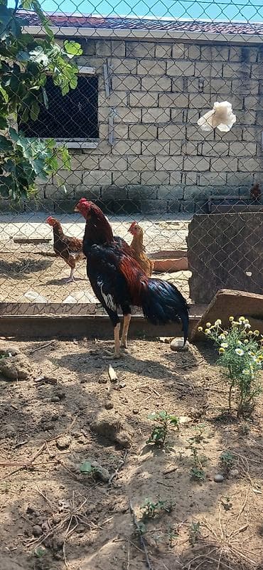 amadin gulda: Xoruz, il: 1, Ünvandan götürmə — 2