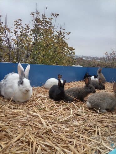 Грызуны: Məhsul: Dekorativ ev dovşanları (bir neçə rəng və naxışda) Təsvir: - — 7