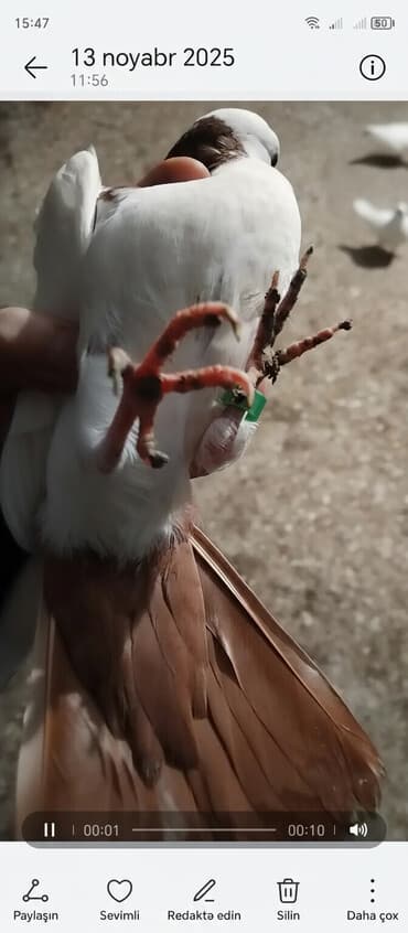 it qovan aparat: Temiz abrez erkey baladi kevendi 0513992050 ancag reyal insanlar — 1