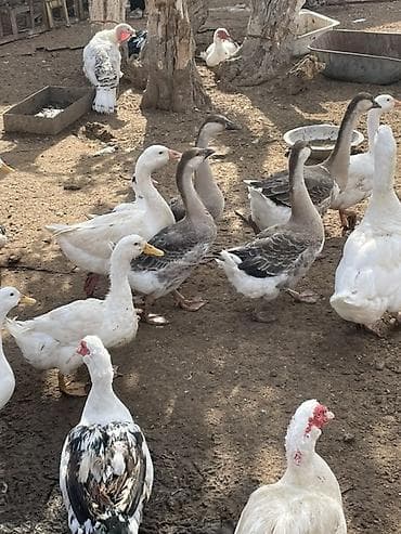 Uşaq velosipedləri: Şəhər velosipedi 28" — 2