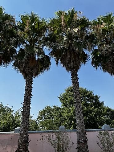 zolotoy us bitkisi: Satılır: Yetkin Washingtonia robusta (Fan palmaları) – 11 ədəd — 4