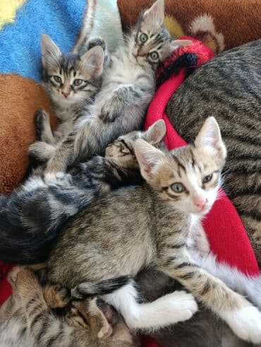 кот в добрые руки: В добрые руки — 12