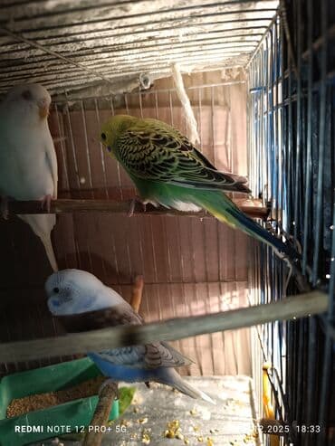 quş üçün qəfəs: Məhsul: Dalmatian/xallı və klassik rəng çeşidlərində nimfa deyil — 5