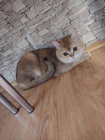 Qızıl şinşilla, Erkək, Cütləşmə üçün