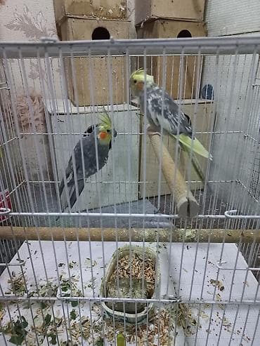 soltan quşu: Hazir cutdi 2 defe bala alinib qefessiz 80 manat qefes yuva hamsi — 3