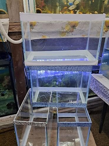 Hazır akvarumlar içinin bezeyi başı 6 eded balığı 1eded bala — 2