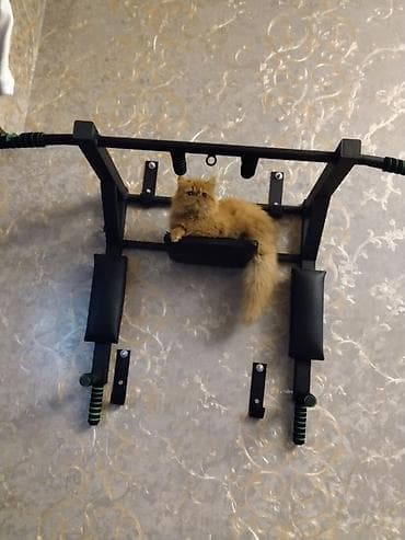 pers pisiyi: Fars — 6