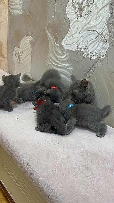 Pişiklər: Britan, Erkək, Dişi, Ünvandan götürmə, Ödənişli çatdırılma — 8