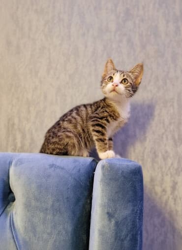 nişan şəkilləri: Tabbi, Dişi, Yaxşı əllərə, Ödənişli çatdırılma — 1