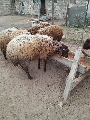 Qoyunlar Qoc Damazliq Saglam Heyvandi unvan Maştaga — 1