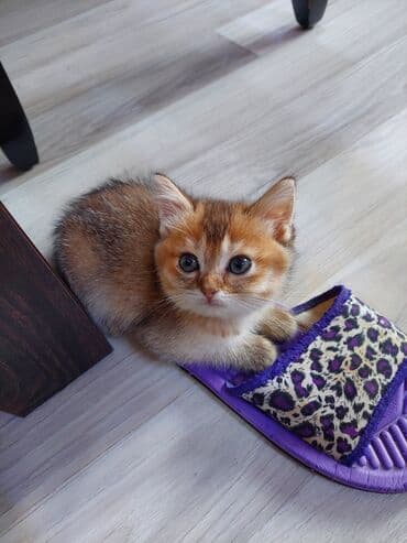 купить шотландского котенка: Шотландская, Самка, В добрые руки, Самовывоз — 2