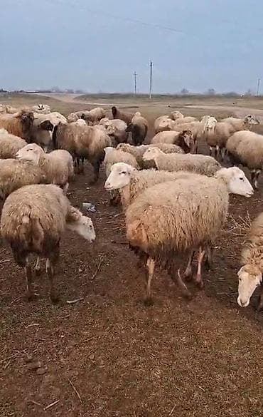 qoyun sortlari: Qoyun sürüsü – ətlik və damazlıq istiqamətə yararlı - Qarışıq rəng və — 1