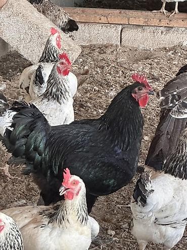 hind guşu: Məhsul: Hinduşkalar 3aylıq (dişi erkək)-15 ədəd:1 ədədi -25 azn — 6