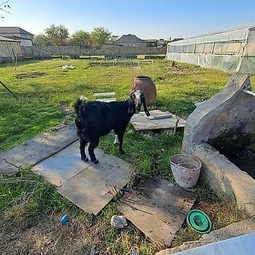 cins buzovlar: Keçi temiz ereb kecisidir tek qalıb satlır 3 qarın dogub - Cins — 1