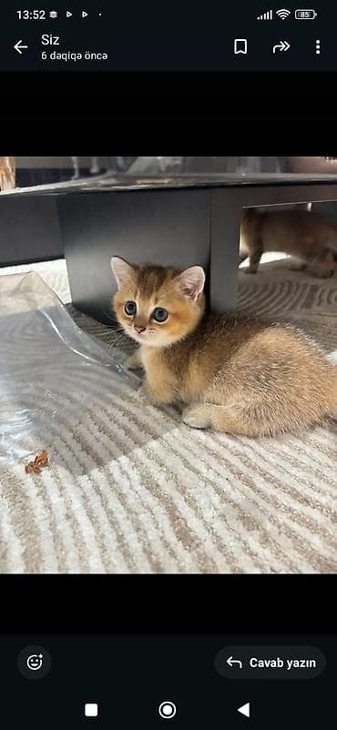 britan pişiyi: Britan — 4