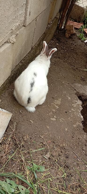 ev dosanlari: YAXŞI DİŞİ DOVSANAL BARTER EDİLİR BU ERKEK DİR //////Ağ rəngli — 1