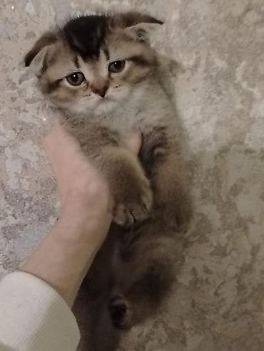 Böyük gözlü, yumşaq tüklü bala pişiklər - Rənglər: tünd börkü — 5
