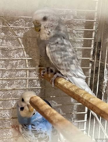 Птицы: Sağlam və aktiv Karolla (Corella) papuqayı satılır. Ev şəraitində — 2