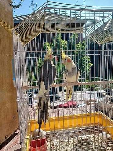 itlerin telimi: Nimfa papuqayları (cüt) - Növ: Nimfa (Cockatiel) – başında sarı ibik — 3