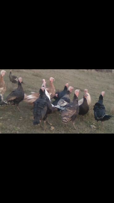 İtlər: Hinduşkalar satılır. 13Xoruz, 13Fərə. Tam təbii yetişən quşlardır — 6