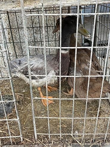at satısı: Satılır: ördəklər (cüt) - Növ: ferma/ev quşu – ördək - Say: 2 ədəd — 6