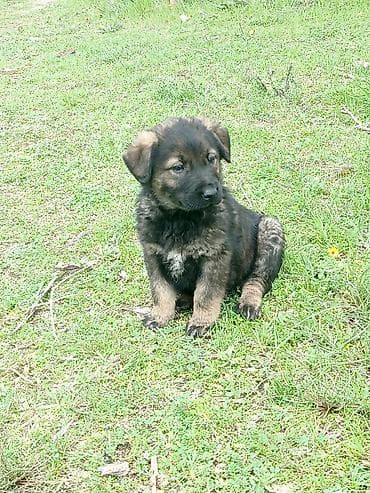 it ucun evler: Alman çoban iti, Erkek — 2