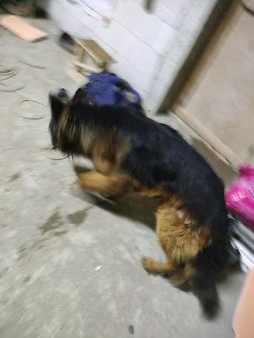 alman coban iti: Alman çoban iti, 1 il, Erkek, Sənədli, Ünvandan götürmə, Pulsuz çatdırılma, Ödənişli çatdırılma — 1