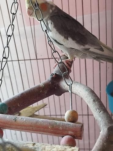 ev qus: Nimfa (cockatiel) papağanı – boz-ağ lələklər, sarı çəngəlvi toqqa və — 1