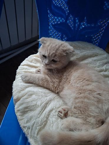 şirin pişikler: Şotland yastı qulaq, Dişi — 3