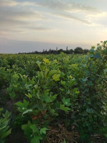 zeytun satışı: Hər növ ağac tinglerinin satışı — 3