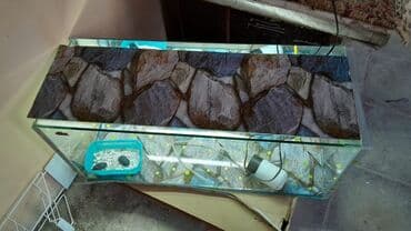 qizil baliq satisi: Akvaryum təxmini uzunluq 90–100 sm, hündürlük 35–40 sm, dərinlik 30–35 — 4