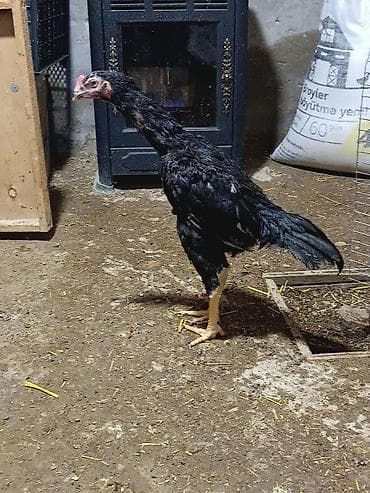 cins keci: Saqlam qara reng toyuq tuk becedi riyal olmayan narhat etmesin yalniz — 2