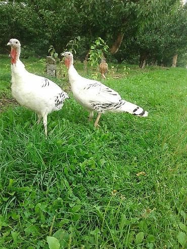 Gəmiricilər: Erkək, Damazlıq — 5