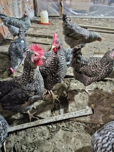 20 ədəd xarkov fərəsi satılır — 1